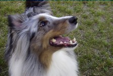 Shelties! and more!